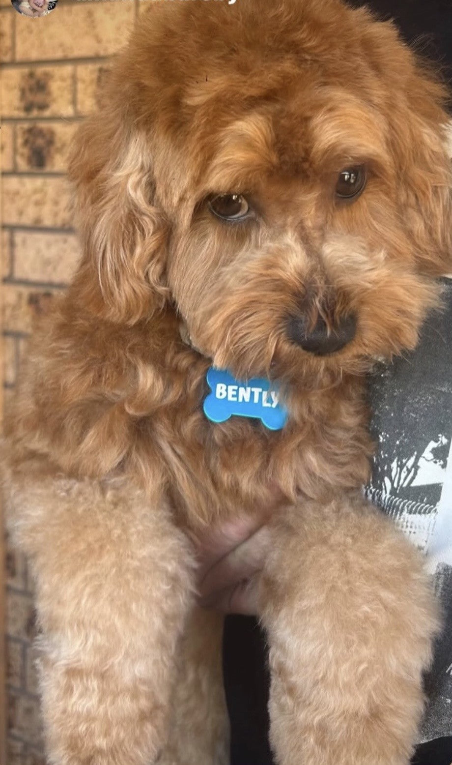 Personalised Laser Engraved Dog Name Tag 🐾